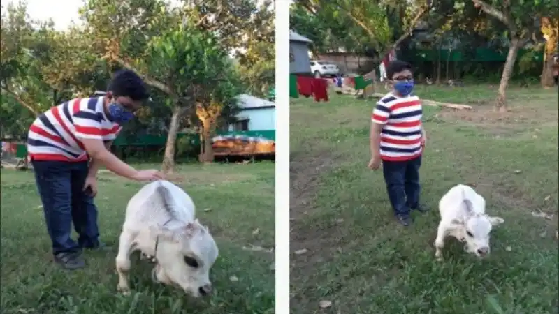 Murió la “minivaca”