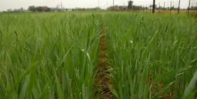 Después de meses secos, el agua llega y el trigo lo agradece: perfil de humedad recuperado