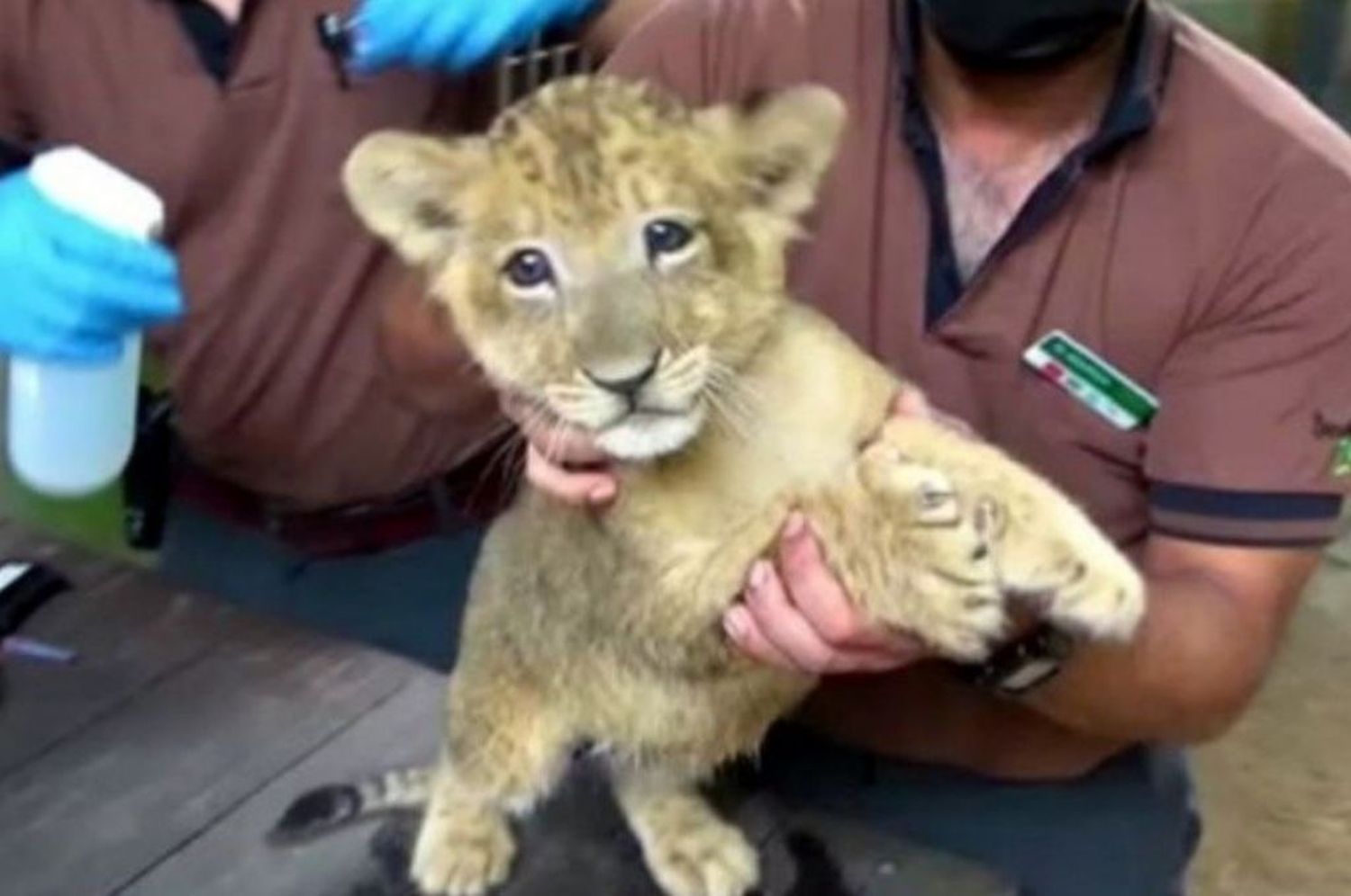 Simba: primer cachorro león concebido por inseminación artificial