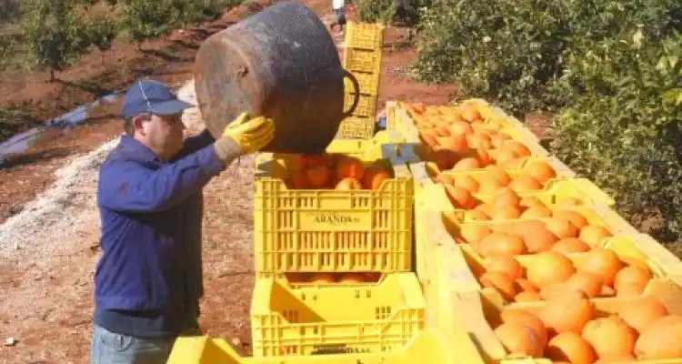 Nuevo reclamo de Uatre por la crisis frutícola