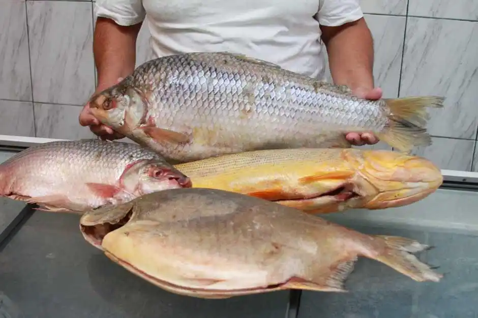 Cómo reconocer el pescado fresco