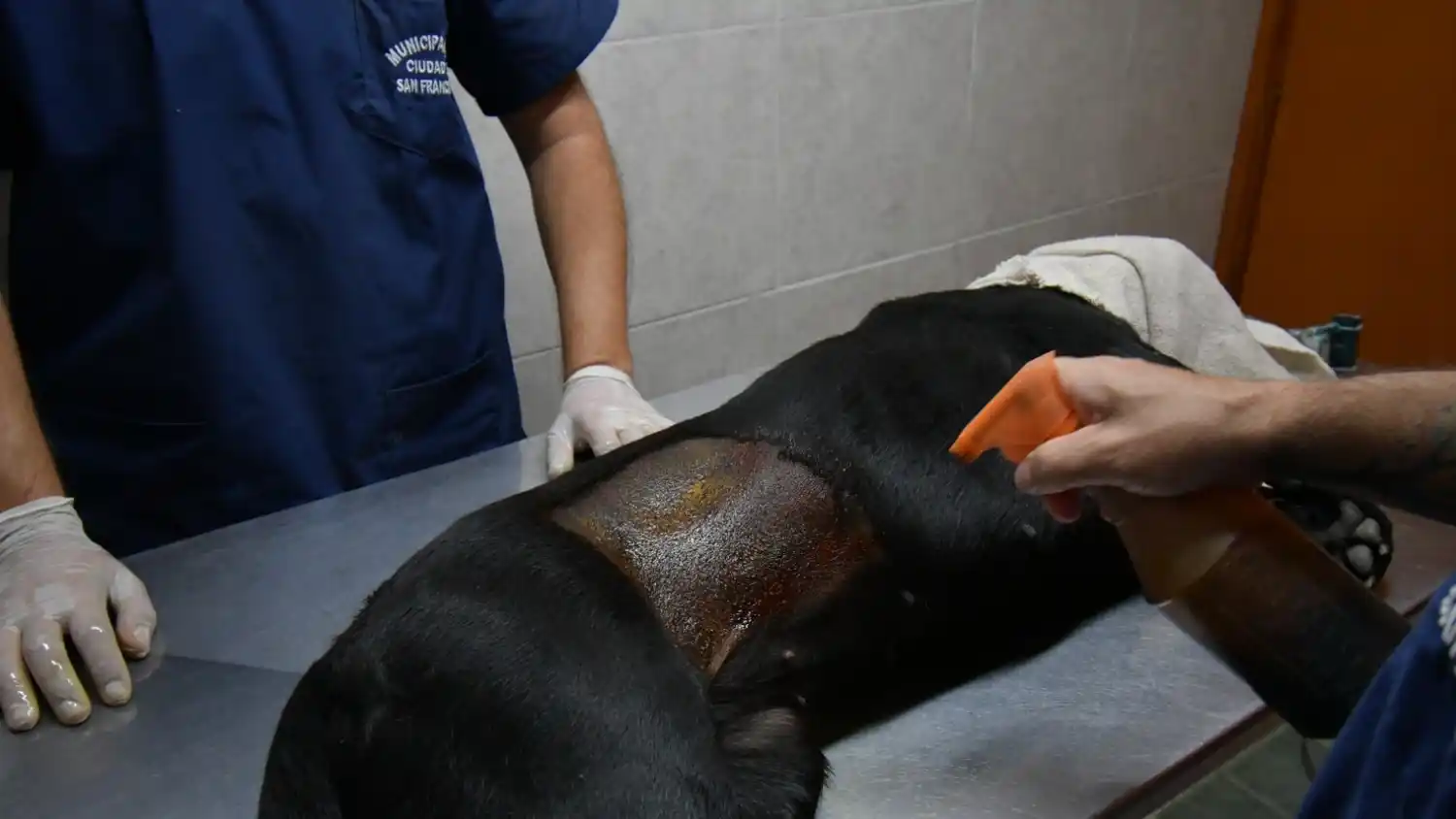 Más castraciones, menos mordeduras: San Francisco es referente en sanidad animal.