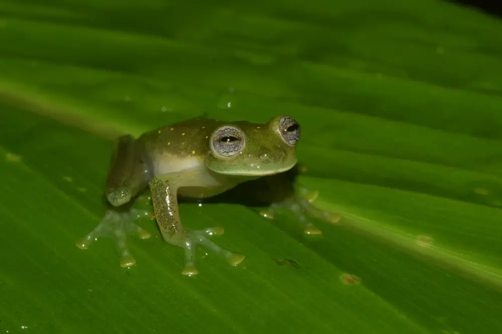 Hallan NUEVA especie de RANA en el mundo