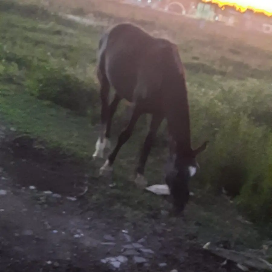 Reclamos por caballos que "viven sueltos" en la zona del Puerto