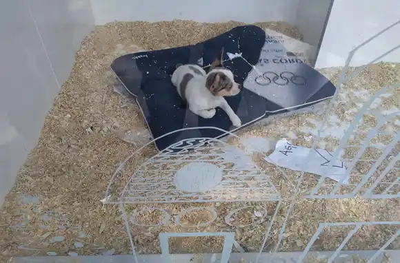 Rescataron a un cachorrito que estaba expuesto al sol en una veterinaria de calle Pellegrini