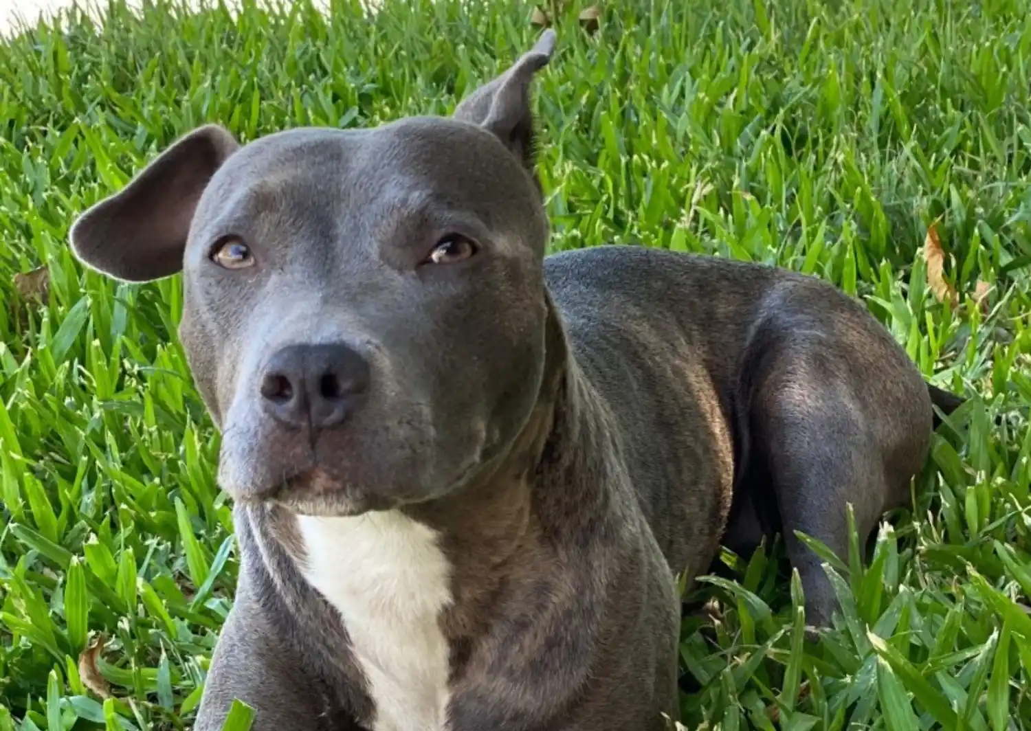 Chloe debe someterse a una cirugía de cadera cuanto antes.