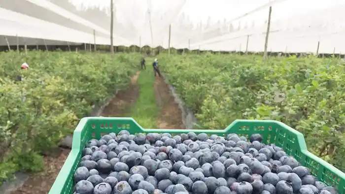 Nuevos protocolos para el traslado de trabajadores  del arándano  