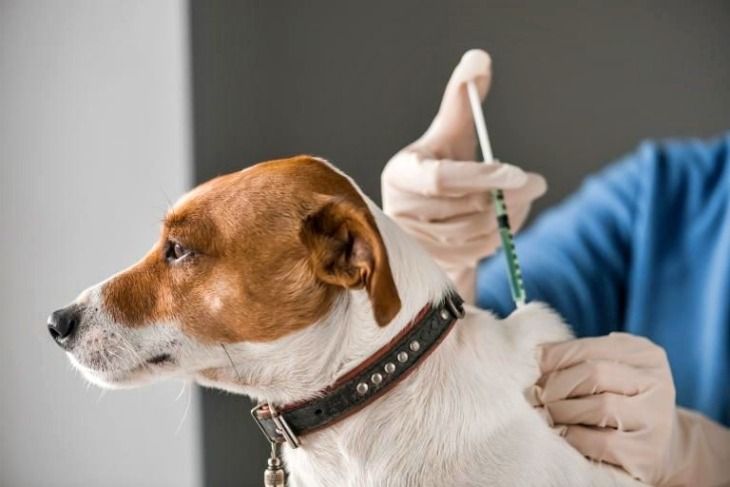 Vacunarán a perros y gatos contra la rabia de forma gratuita en Plaza Urquiza