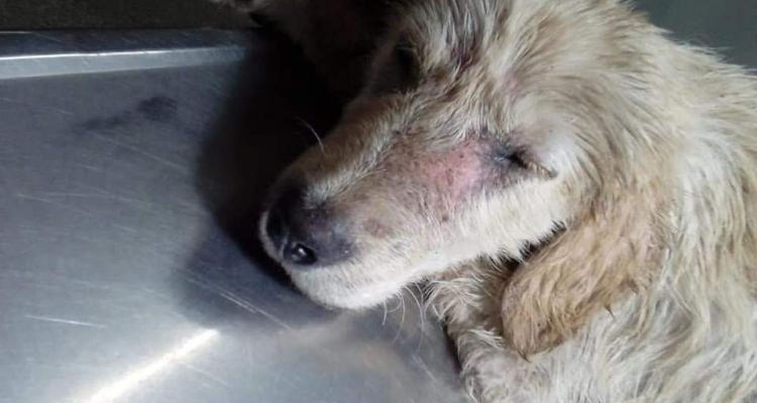 Escalada de maltrato animal preocupa  a proteccionistas y vecinos