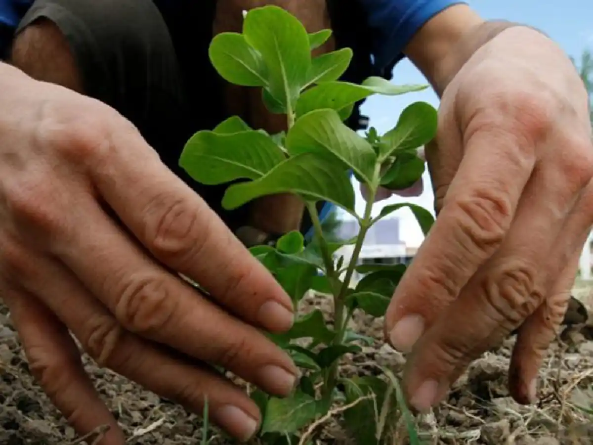 Agronomía: cambió la forma de enseñar y la virtualidad demostró ser efectiva 