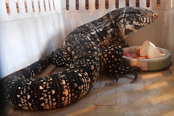 Tigre: Hallan lagarto de un metro en el patio de una casa