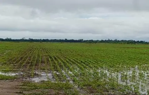 Una lluvia productiva para los campos del distrito y zona