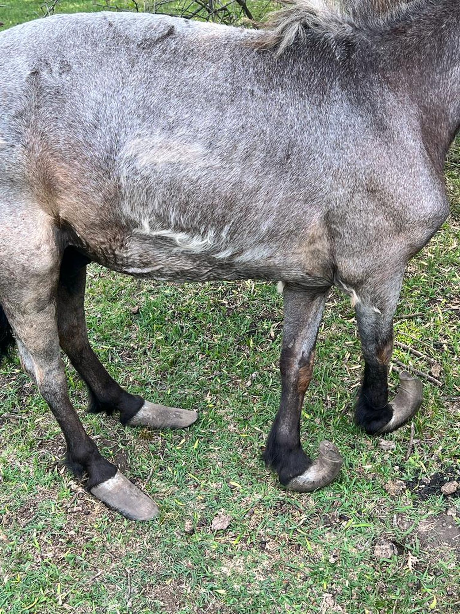 Brigada Abigeato Colón recupera otro equino en mal estado