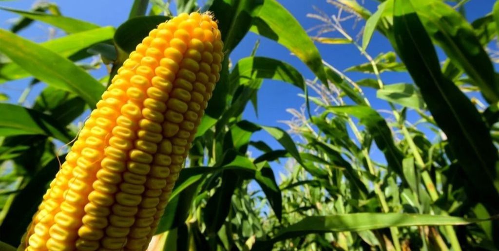 El maíz argentino podría encontrar una oportunidad estratégica.