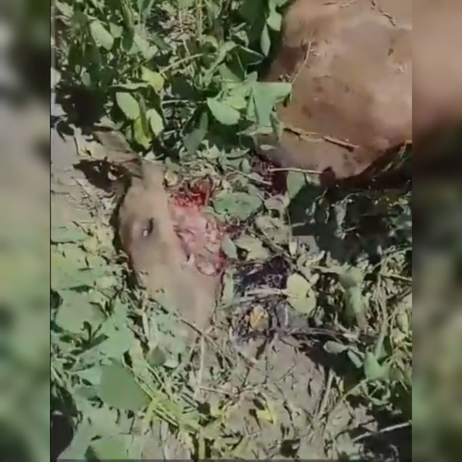 Imágen de la potranca en el momento de ser encontrada.