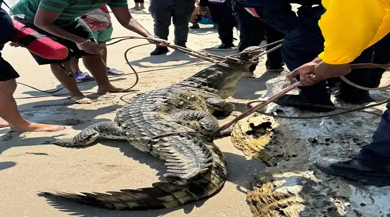 TREMENDO SUSTO: encuentran un caimán de casi tres metros en una playa de Higuerote