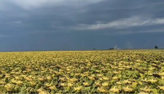 El girasol se encuentra llenando el grano en la provincia de Córdoba.