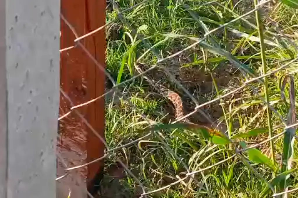 yarara serpiente culebra cuidado - 1