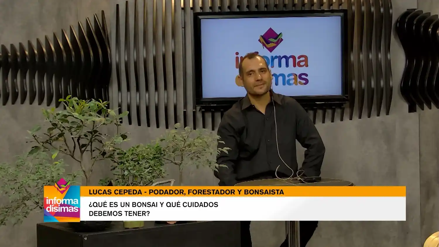 ¿Qué es un bonsái y que cuidados debemos tener?
