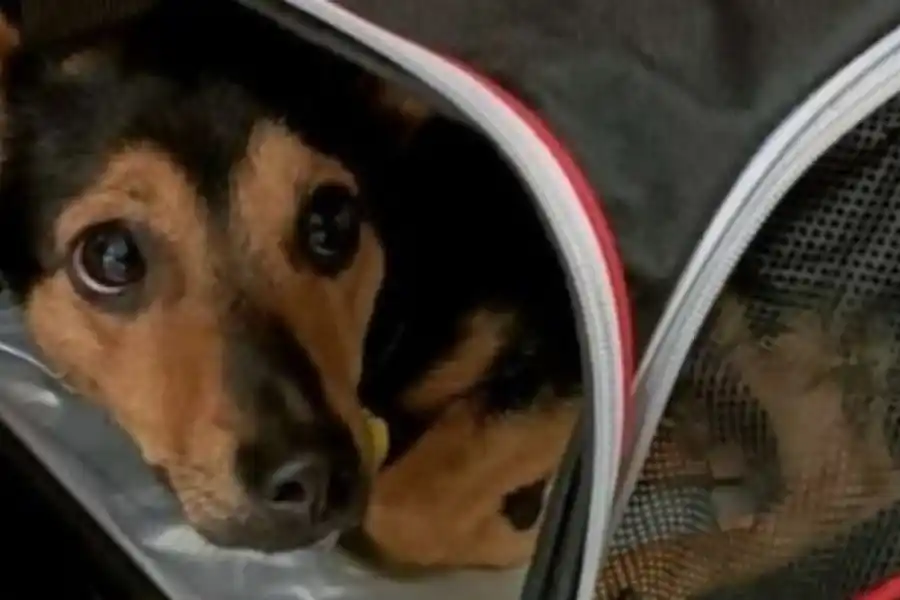 Buenas noticias: el perro “Coco” terminó la cuarentena y vuelve con su familia a Córdoba