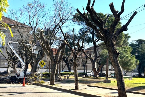Furor por el arbolado público: concejales también se acordaron y piden reunión urgente
