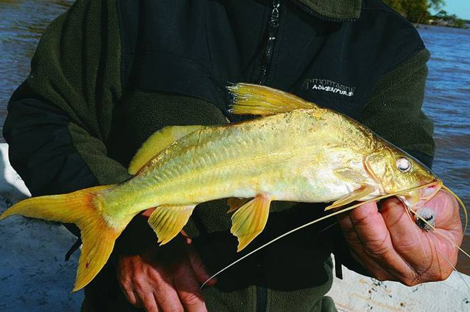 Torneo Argentino Pesca del Amarillo