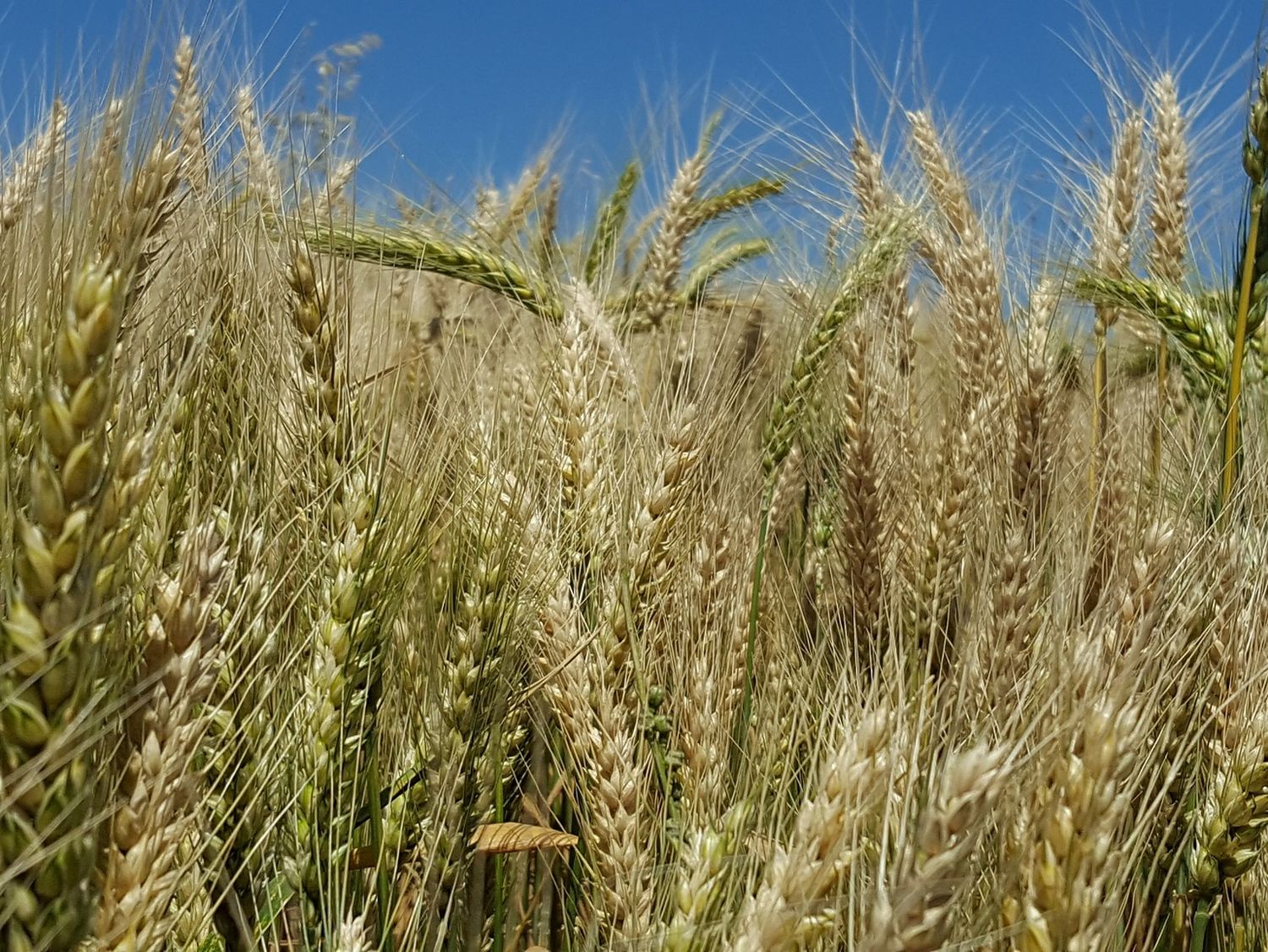 La producción de trigo en Entre Ríos cayó un 14 % en el ciclo 2024/25