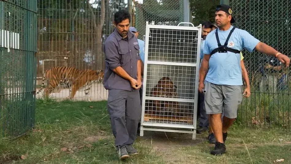 rescate de grandes felinos del ex Zoológico de Luján