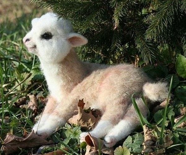 Bella Vista: Apareció una llama bebé robada en la Facultad de Agronomía