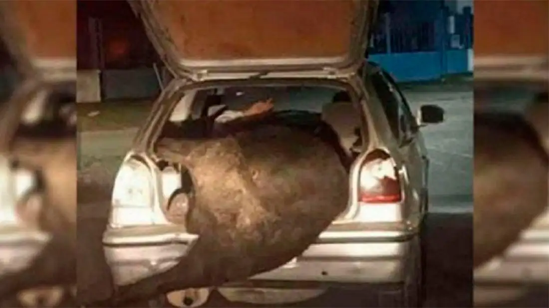 Volcó un camión con animales: se llevaron un novillo en el baúl de un auto