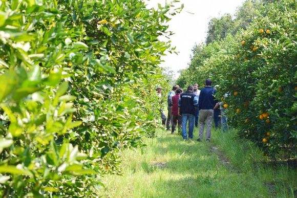 Apoyo del sector productor citrícola a la lucha contra HLB en la provincia