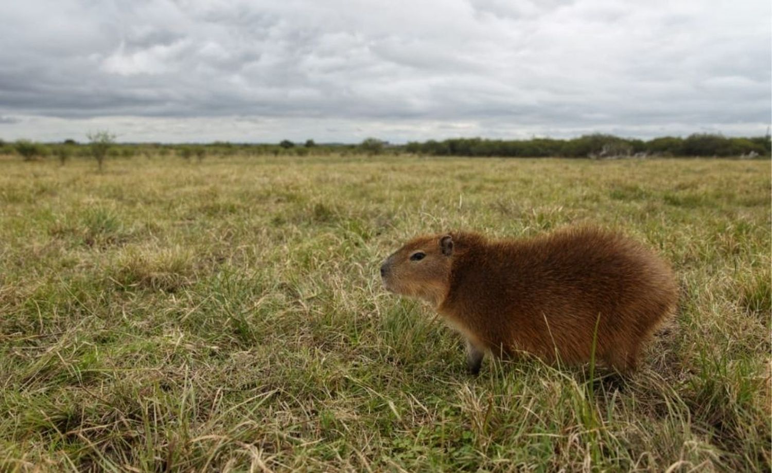 Liberaron a una carpincho que fue criada por una familia como mascota