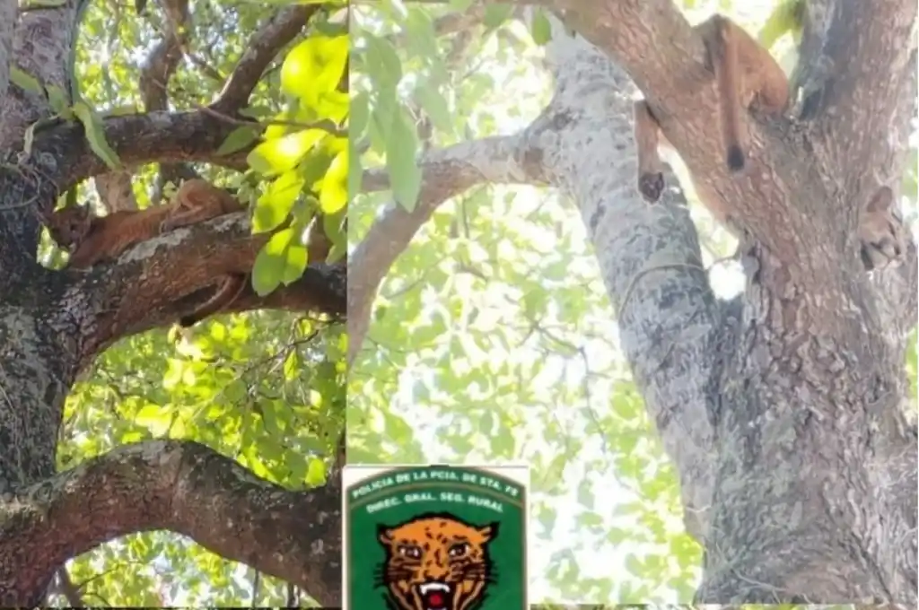 Los especialistas aconsejan no asustar al animal. Foto: Gentileza