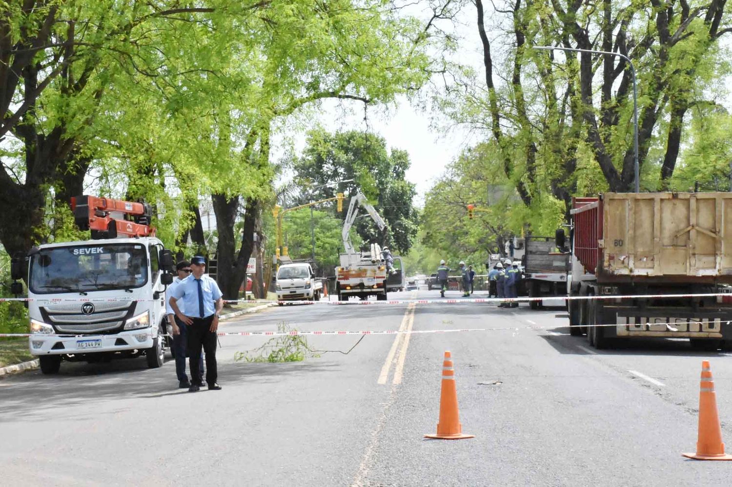 La municipalidad retiró dos añejos árboles de la vía pública