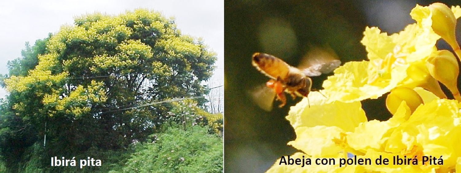 Nuestros árboles: el ibirá pitá