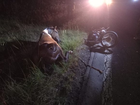 Motociclista con lesiones graves tras chocar con un caballo en ruta 1001