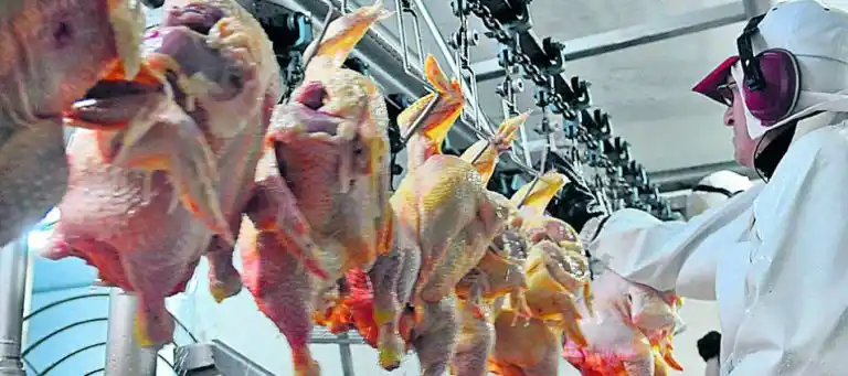 Argentina comenzará a exportar carne aviar a Canadá