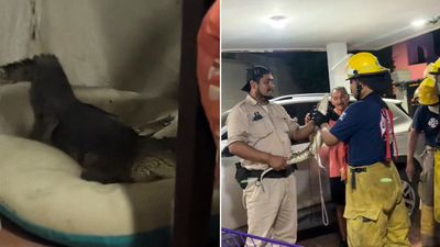 Terror en México: un cocodrilo entró a una casa y se acostó en la cama del perro