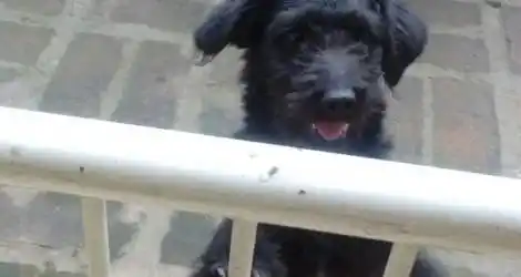 Perro encontrado