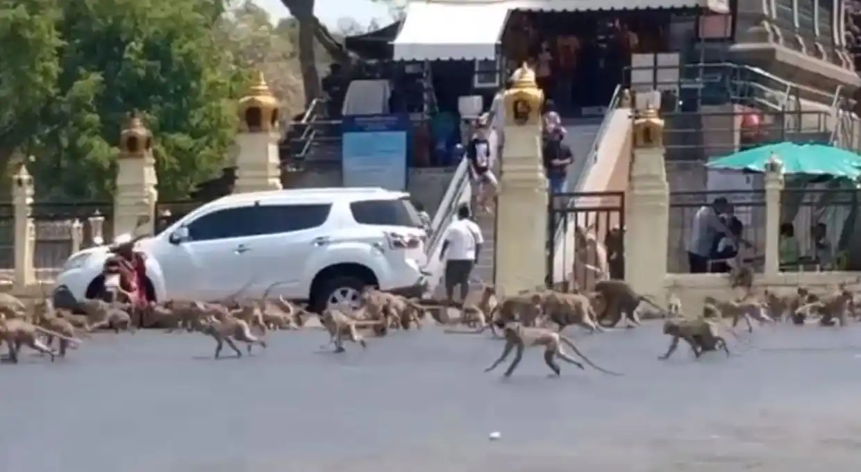 Monos hambrientos generan caos en las calles de Tailandia