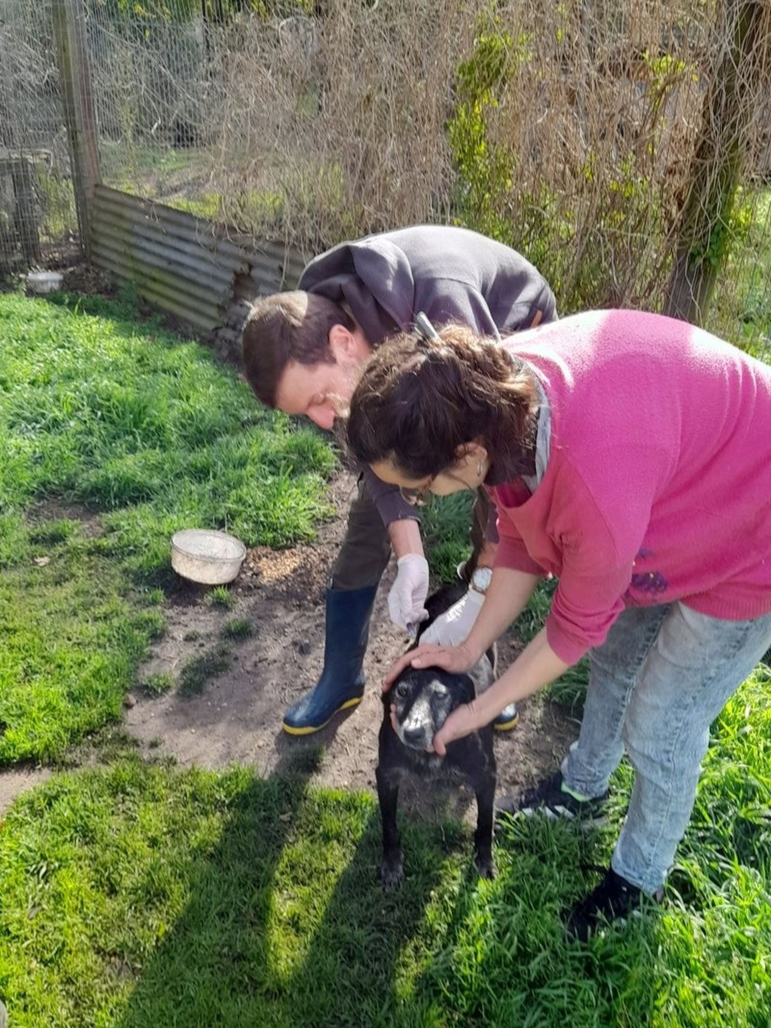 La Municipalidad vacunó más de 110 perros en la asociación Patitas