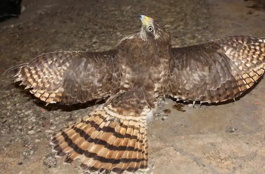 Hallaron un ave con indicios de mascotismo en el centro de la ciudad