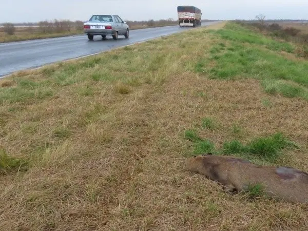 Hallaron 32 animales muertos en 60 kilómetros de la ruta Rosario-Victoria: exigen un pasafaunas