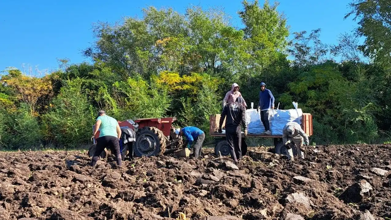 La producción de batata predomina en la provincia de Buenos Aires. INTA propone compartir los desarrollos del cultivo en los últimos años.