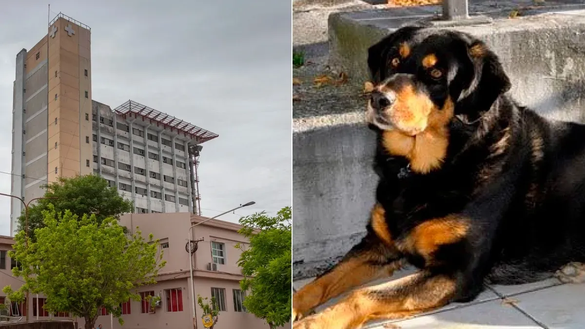 Niña atacada por un perro sigue grave: sufrió mordeduras en rostro