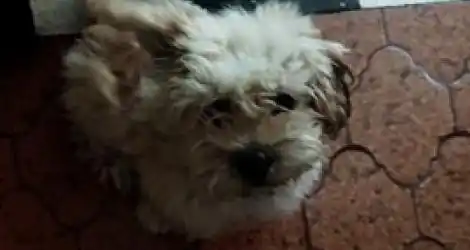 Perrito encontrado