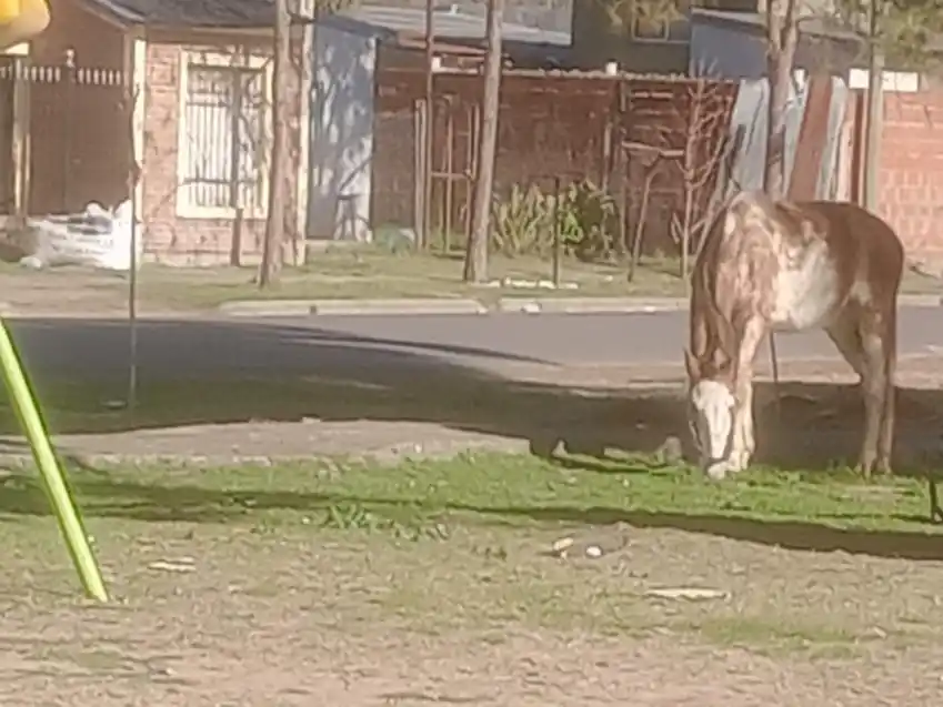 Quejas por caballo atado en inmediaciones de la escuela 47