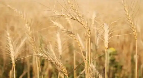 Finalizó la siembra de trigo con una superficie total de 6 millones de hectáreas