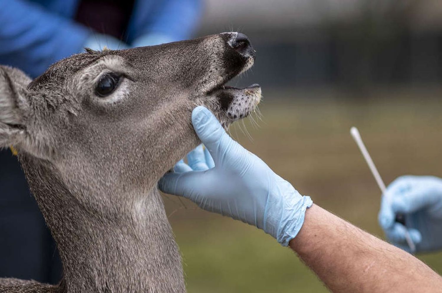 Canadá: hallaron una variante de coronavirus en ciervos