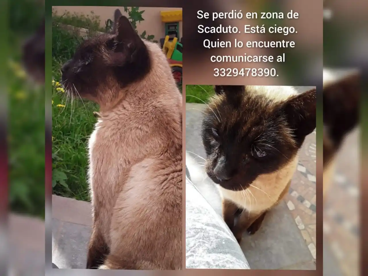 Buscan a un gato en la zona de Scaduto